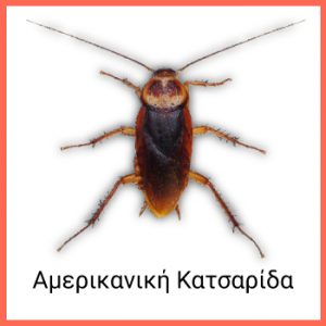 κατσαρίδα