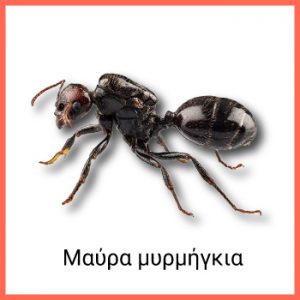 μυρμήγκια μαύρα